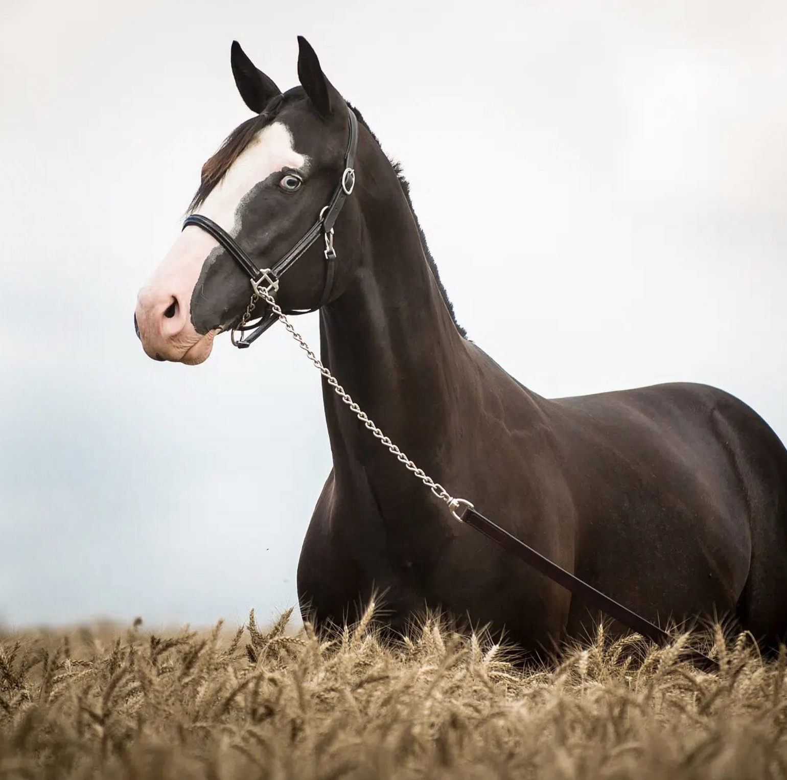 Horse Profile